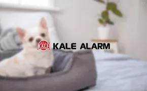 Güvenli Kamera Sistemleri Sayesinde “Köpekler Evde Yalnız Kalabilir mi?” Sorusuna Son! Güvenli Kamera Sistemleri Sayesinde “Köpekler Evde Yalnız Kalabilir mi?” Sorusuna Son!